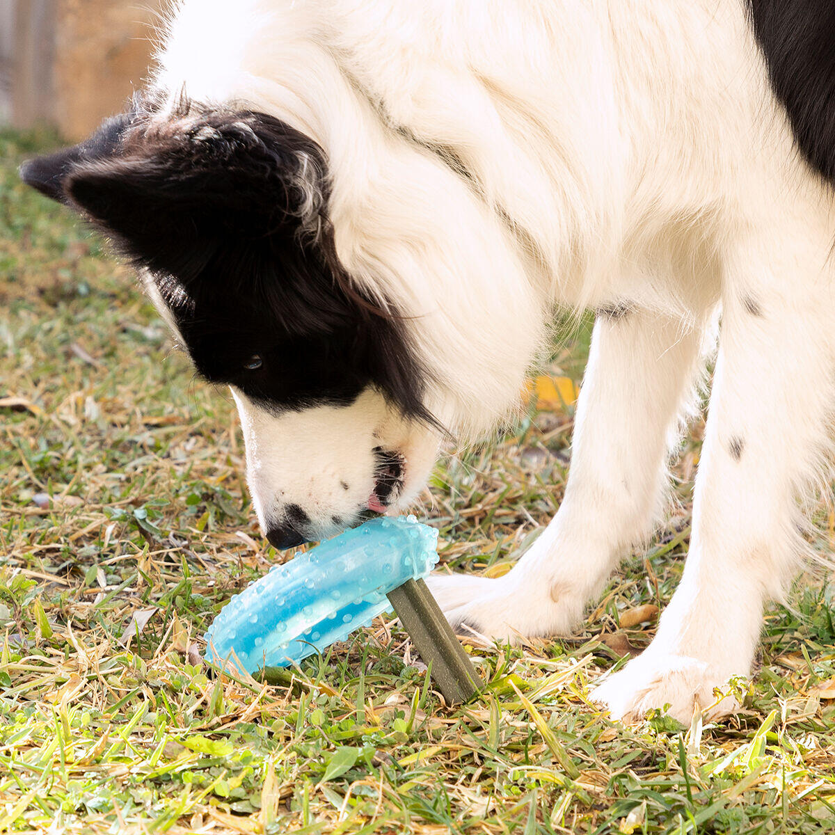 Mordedor Refrescante 2 en 1 para Perros – Alivio y Diversión en Verano