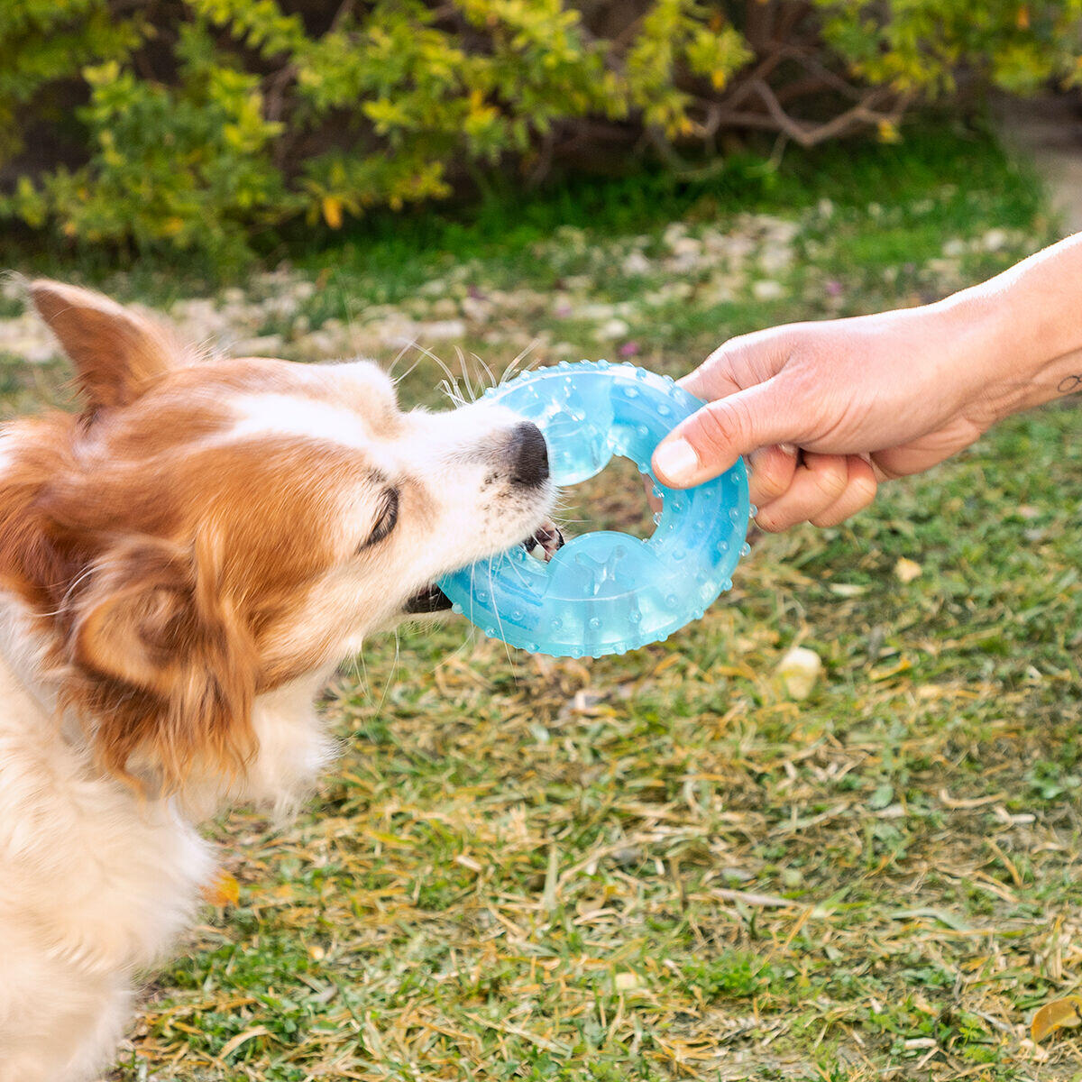 Mordedor Refrescante 2 en 1 para Perros – Alivio y Diversión en Verano